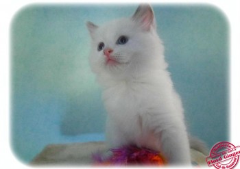 chaton mâle blue bicolour n°2 - RESERVE - Chatterie Ragdolls du Val de Beauvoir